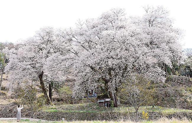 満開となった「お大師桜」＝島根県飯南町頓原