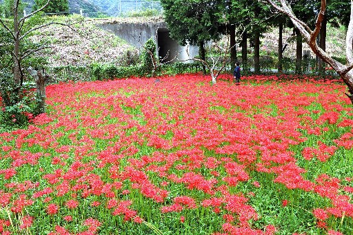 朝刊先読み 深紅のじゅうたん ひがん花の里 吉賀町 山陰中央新報デジタル