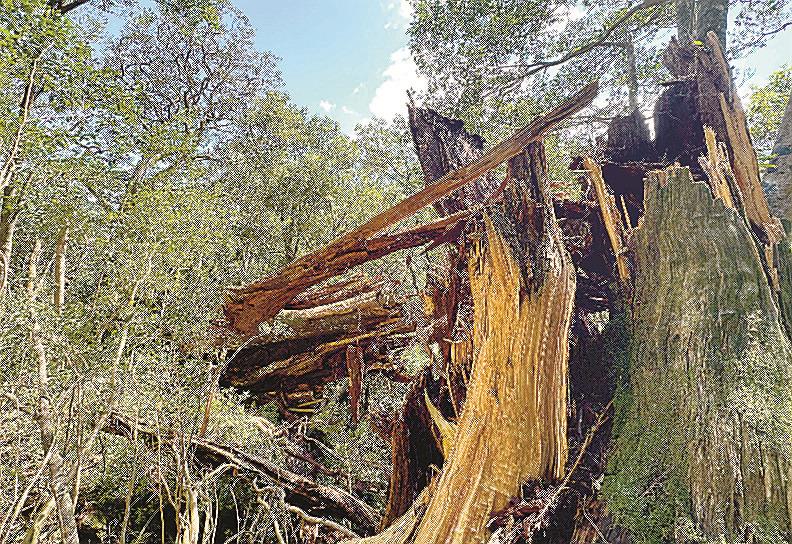 鹿児島発 屋久杉 ついたて 外寸約 横133×縦53㎝（支え含む）×高さ105