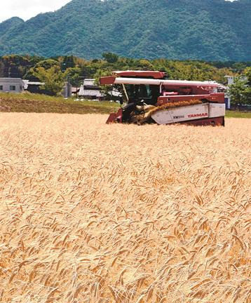 麦を刈り取る農事組合法人はらファームのコンバイン＝出雲市斐川町上直江