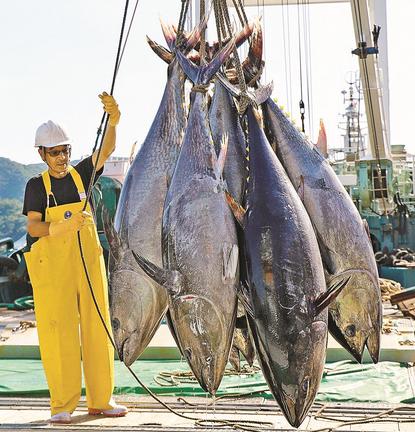 巻き網船団の運搬船から水揚げされるクロマグロ＝境港市昭和町、境漁港
