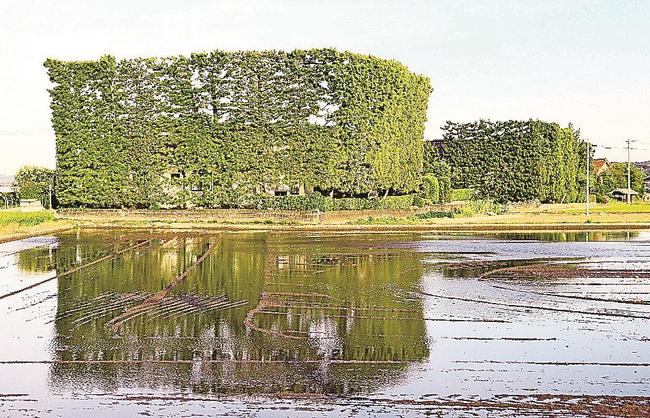 出雲平野特有の景観をつくる築地松＝出雲市斐川町三分市