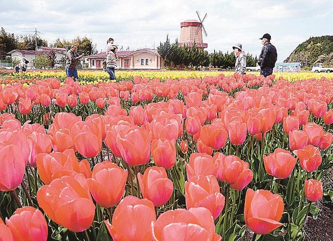 色鮮やかなチューリップ畑を散策する見物客＝安来市伯太町東母里