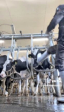 ＳＮＳで拡散された、男性が乳牛を蹴る様子が映された動画の一場面