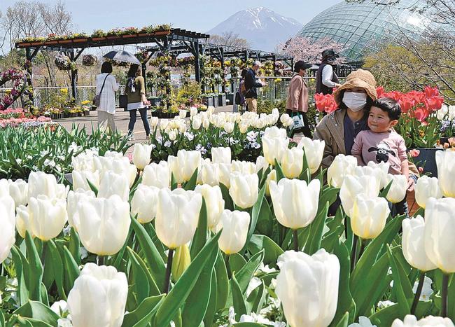 チューリップを観賞する来園者＝鳥取県南部町鶴田、とっとり花回廊