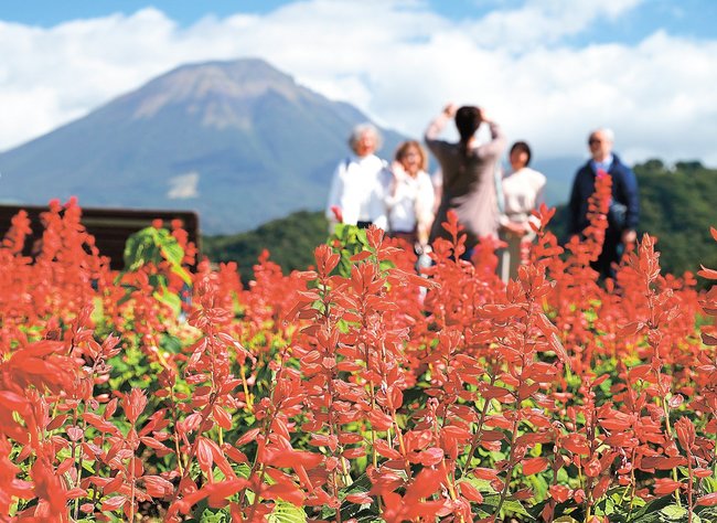 大山を背景に広がるサルビアの花畑＝鳥取県南部町鶴田、とっとり花回廊