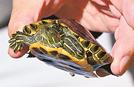 松江市内の河川で大量発生しているアカミミガメ