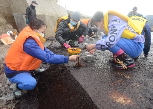 十六島海苔を摘み取る北浜小学校の児童＝出雲市十六島町