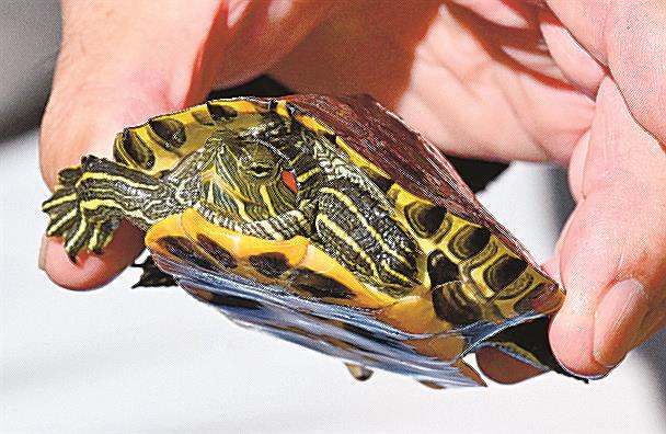 松江市内の河川で大量発生しているアカミミガメ