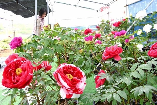 「大根島ぼたん祭」が始まり、色とりどりのボタンの花を楽しむ観光客＝松江市八束町入江
