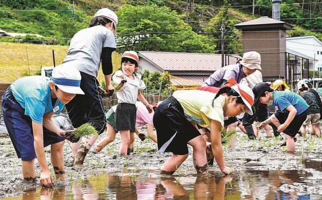 田植えに挑戦する窪田小と須佐小の児童＝出雲市佐田町上橋波