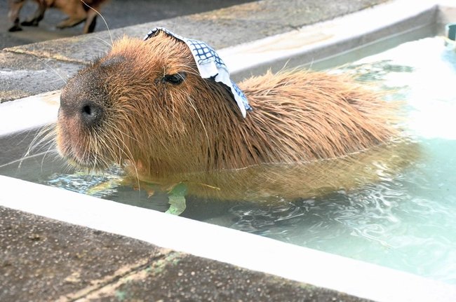 気持ちよさそうに湯に漬かるカピバラ=米子市岡成、大山トム・ソーヤ牧場