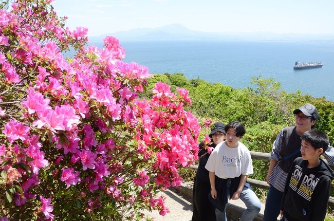 鮮やかなツツジを見る観光客＝松江市美保関町美保関、五本松公園