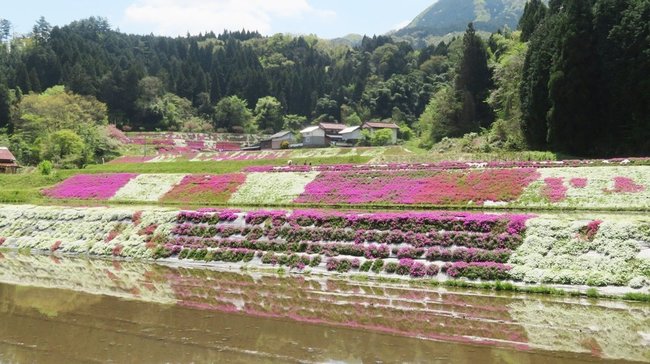 ピンクや白の芝桜と緑の対比が美しい永田集落。多くの人が訪れ散策を楽しんでいる＝安来市広瀬町東比田