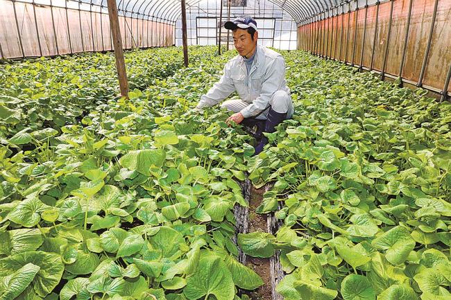 葉ワサビを手摘みで収穫する大庭敏成さん＝島根県津和野町左鐙