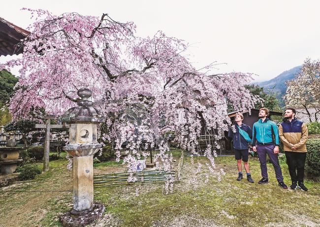 しだれ桜を眺める観光客＝島根県津和野町後田、永太院