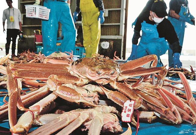 水揚げされた松葉ガニ＝鳥取県岩美町大谷、網代港