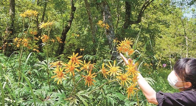 見頃を迎えたハンカイソウ＝島根県飯南町下赤名、赤名湿地
