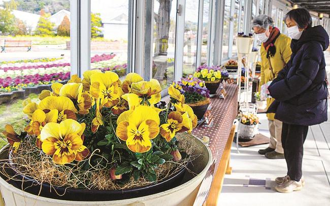 色とりどりのパンジーやビオラに見入る来場客＝出雲市西新町２丁目、しまね花の郷