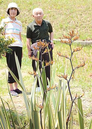 オレンジ色の小さな花を咲かせたニューサイラン＝浜田市久代町