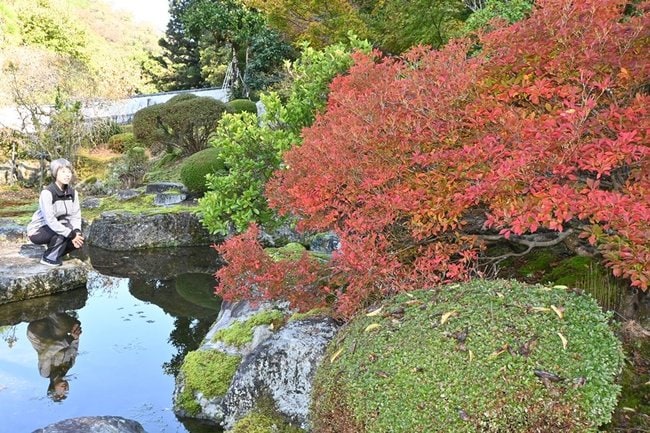 赤く染まったドウダンツツジを見る関係者＝雲南市木次町平田、石照庭園
