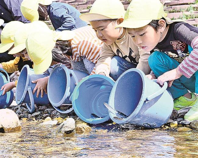 江の川にアユの稚魚を放流する園児＝島根県美郷町粕渕