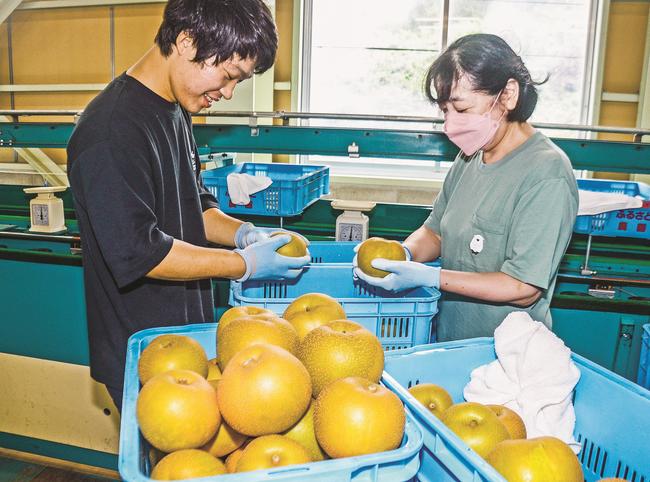 赤梨を選別する選果場のスタッフ＝浜田市旭町丸原、ＪＡ旭梨第２選果場