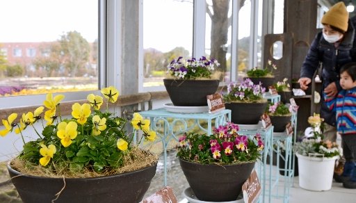 朝刊先読み しまね花の郷でパンジーとビオラ展 山陰中央新報デジタル 朝刊先読み しまね花の郷でパンジーとビオラ展 山陰中央新報デジタル