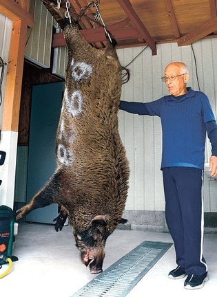 鳥取県江府町の山中で捕獲された大イノシシ＝同町美用、奥大山地美恵
