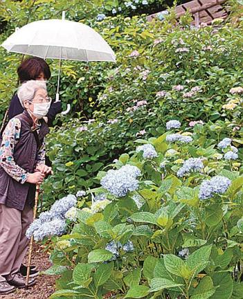 アジサイに見入る来場者＝雲南市大東町上佐世、心の駅陽だまりの丘