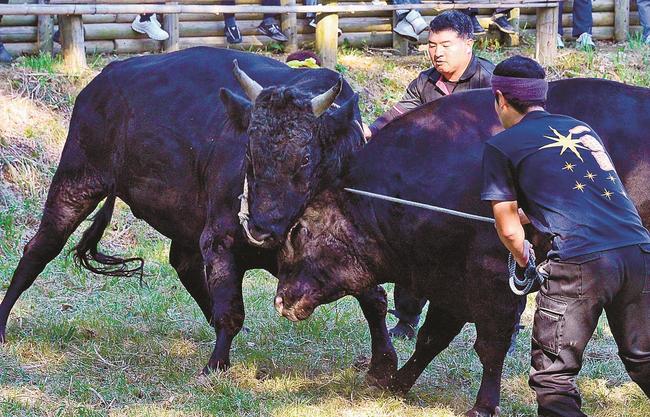 熱戦を繰り広げる突き牛と綱取り＝島根県隠岐の島町北方