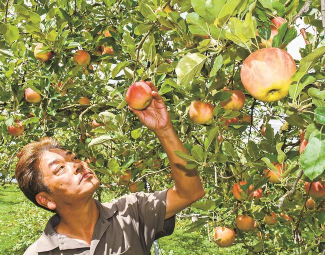 リンゴの出来栄えを確認する中岡啓代表＝島根県飯南町下赤名、赤来高原観光りんご園