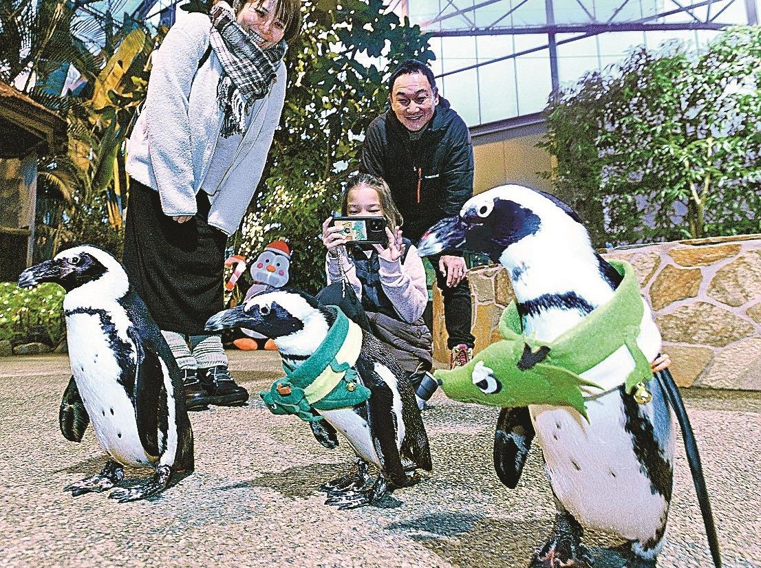 動画】辰になりきりペンギン散歩 松江・フォーゲルパーク | 山陰中央