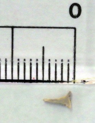 大田西中学校の給食に混入した異物（大田市学校給食センター提供）