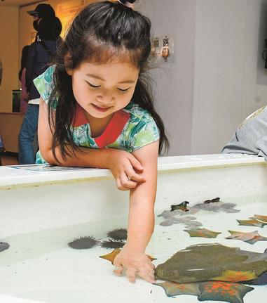ヒトデに恐る恐る触れる子ども＝出雲市園町、宍道湖自然館ゴビウス