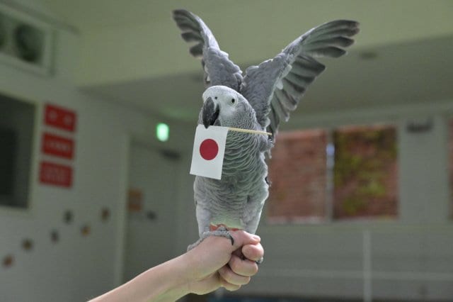 那須どうぶつ王国の大型インコ・ヨウムのオリビアによるWBC1次ラウンド勝敗占いの様子　写真提供／那須どうぶつ王国