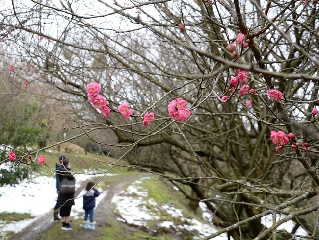 一足早く赤い花が咲き始めた向山丘陵の紅梅＝米子市淀江町福岡