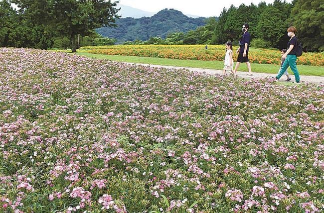 ナデシコやマリーゴールドに覆われた「とっとり花回廊」の「花の丘」＝２３日、鳥取県南部町