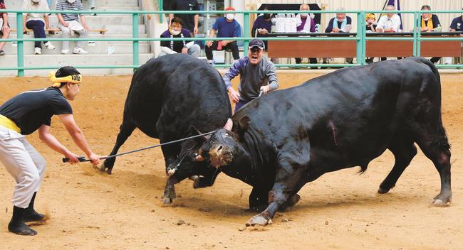 半田耕一さん（中央）が綱を取る龍神（左）が、鷹山１号を突く＝島根県隠岐の島町池田、隠岐モーモードーム