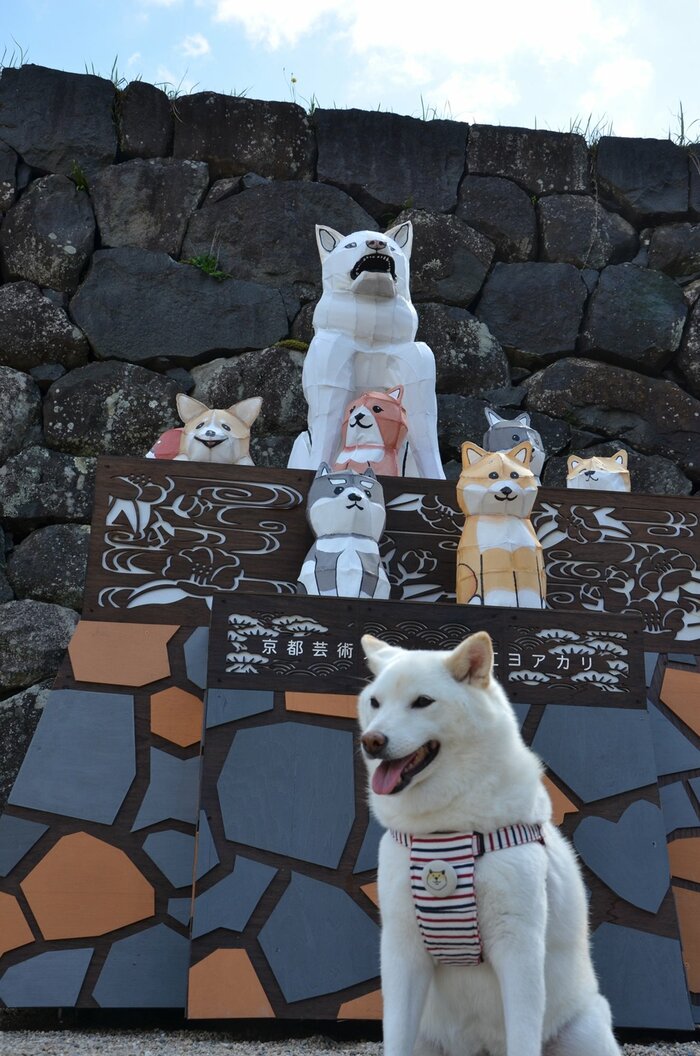 座っているだけで人だかりが 松江城周辺で人気の アイドル犬 その人気ぶりに密着 ｓデジオリジナル記事 山陰中央新報デジタル