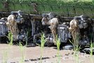 
          
後ろ側の機械で苗床の端にある苗をつまんで次々に水田に植え付けていきます。左右の間隔は３０センチです
        