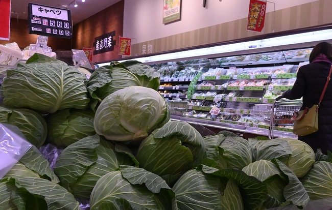 価格が高騰しているキャベツ＝１５日、松江市内のスーパー