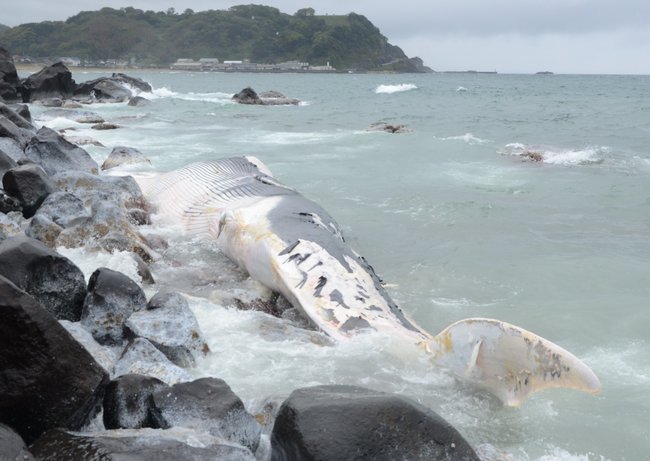 漂着したクジラ＝２４日午後２時１０分ごろ、鳥取県湯梨浜町小浜