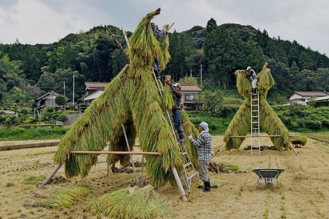稲の束を丸太にかけてヨズクハデを作る参加者＝益田市本俣賀町