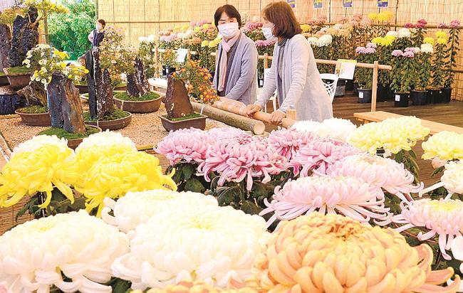 ウッドデッキに並べられたキクを観賞する来園者＝出雲市西新町２丁目、しまね花の郷