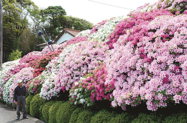 糸賀良一さん宅の道路沿いに咲き誇るツツジ=益田市久城町
