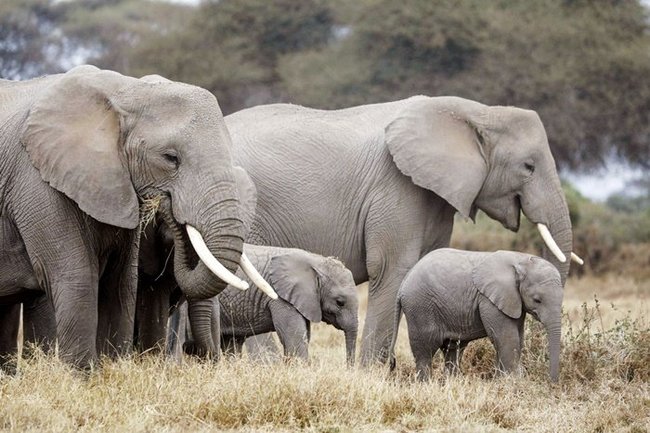 ケニアに生息するアフリカゾウ。群れで子育てをする（資料）