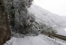 倒木で全面通行止めとなった県道２９１号＝２８日午後１時１０分、島根県川本町谷戸