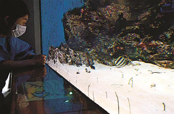 砂地から体を伸ばすチンアナゴ＝江津市・浜田市、しまね海洋館アクアス
