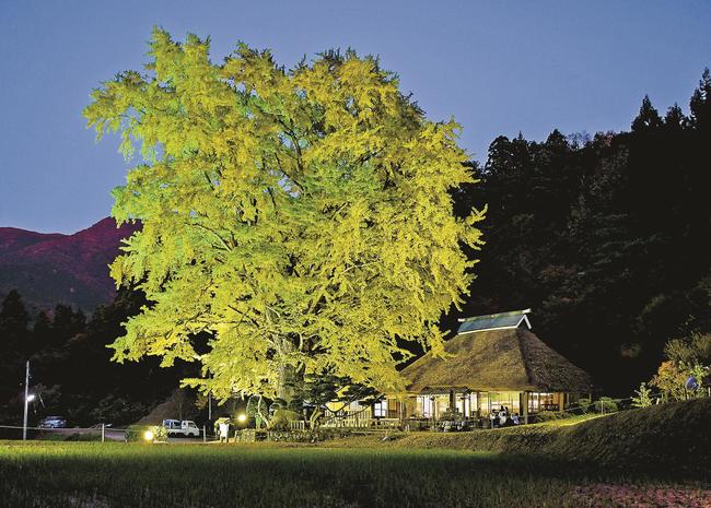 ライトアップされた金言寺の大イチョウ。右奥がかやぶきの本堂＝島根県奥出雲町大馬木